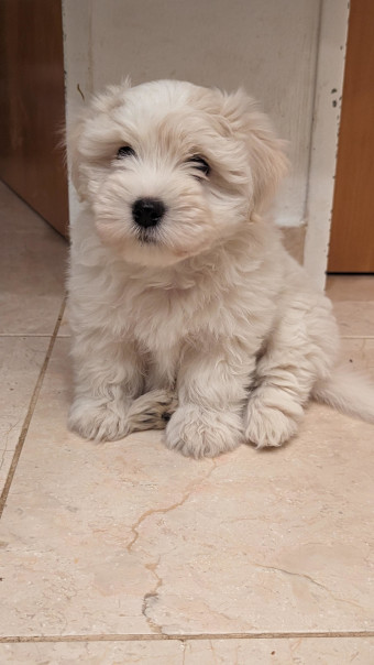Nelly 1